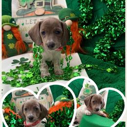 Elsa- Lola - Piebald female Dachshund puppy in Pittsburg, California from Super Hero Dachshunds