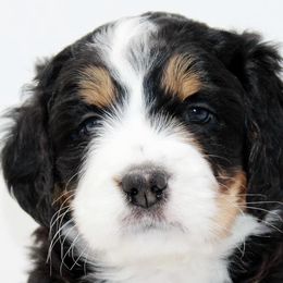 Bernedoodles and Goldendoodles from Upper Bay Goldendoodles