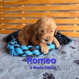 Romeo - Red male Labradoodle puppy in Genoa City, Wisconsin from Sakura Pups