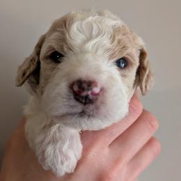 Beige - Parti female Goldendoodle puppy in Midland, North Carolina from Alger Farm, LLC