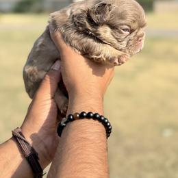 French Bulldog Puppies from Horror Line Frenchies
