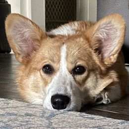 Pembroke Welsh Corgis from Topaz Daisy Kennels