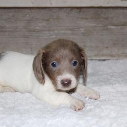 Luke - Fawn (Isabella) male Dachshund puppy in Paris, Texas from Kuttin’ Up Mini Aussies