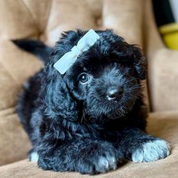 Linda - Black and white female Aussiedoodle puppy in Jackson, Tennessee from Dinah Doodles and Aussies