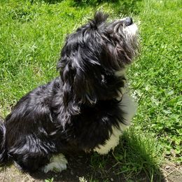 Mercy - Havanese