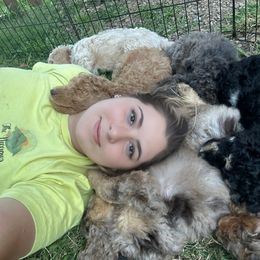 Aussiedoodle Puppies from Redwood Aussiedoodles