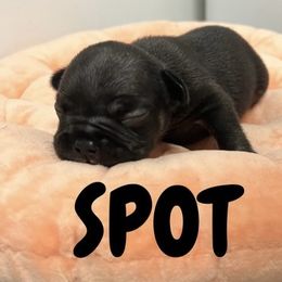 French Bulldog Puppies from Frenchie Select