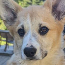 Foxtrot - Pembroke Welsh Corgi puppy in Arcata, California from Woofgang Pembroke Welsh Corgis