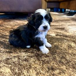 Thelma - Black tri-color female Aussiedoodle puppy in Edgar Springs, Missouri from Scott’s Aussies LLC