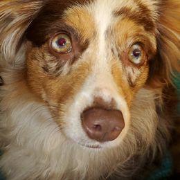 Chuylu - Toy Australian Shepherd