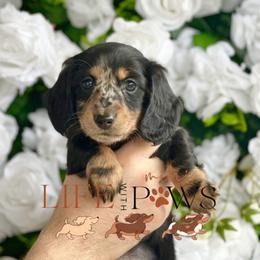 Lulu (pink) - Dapple female Dachshund puppy in Palm Bay, Florida from Life With Mini Paws
