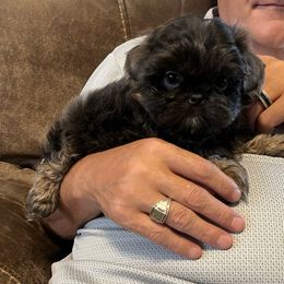 AKC River - Blue male Shih Tzu puppy in Greenville, South Carolina from Babyface Shih Tzu