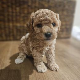 Butterscotch - Apricot female Poodle puppy in Clyde, North Carolina from Adorable Puppy Poodles