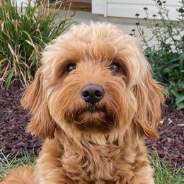 Evie - Bernedoodle