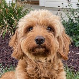 Evie - Bernedoodle