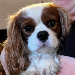 Winston - Cavalier King Charles Spaniel