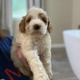 Raven - Parti female Goldendoodle puppy in Jacksonville, Florida from Dandelion Doodles