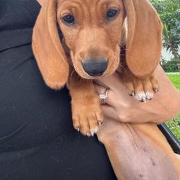 Graycie Red Girl 2 - Red female Dachshund puppy in Lakeland, Florida from Grazing Weeners