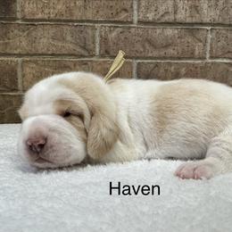 Haven AKC - Lemon and white female Beagle puppy in Rogersville, Missouri from Hales Little Beagle Haven