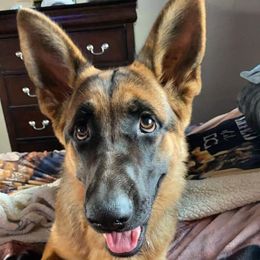 German Shepherds from K Y Kennels