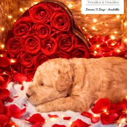 Denver - Apricot male Goldendoodle puppy in Lake Charles, Louisiana from Perfect Fit Poodles & Doodles