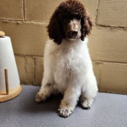 Jasmine - Parti female Poodle puppy in Thomasville, North Carolina from Gypsy Moon's Legacy