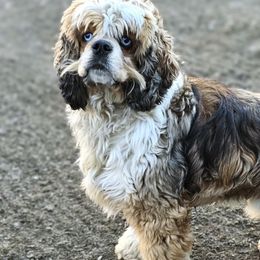 Cockapoos from MoSa Ranch Cockapoos