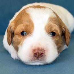 Britney Spears - Parti female Goldendoodle puppy in Yuciapa, California from AlltheDoodlez_
