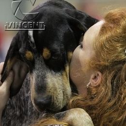 Dede (Demon) - Bluetick Coonhound