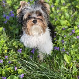 Yorkshire Terrier Puppies from Moonbabies Yorkies