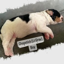 Bernedoodle Puppies from The Bernedoodle House