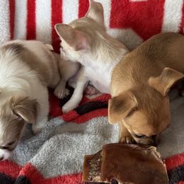 Chihuahuas from Cathy Wright
