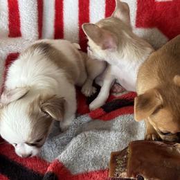 Chihuahuas from Cathy Wright