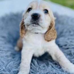 Ryan - Buff male Cocker Spaniel puppy in Irvine, California from Cocker Spaniels