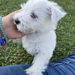 West Highland White Terrier Puppies from Amazing Grace Westies