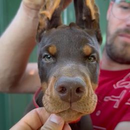 Red Collar Girl - Red and rust female Doberman Pinscher puppy in Stow, Ohio from Imperium Dobermann Kennel