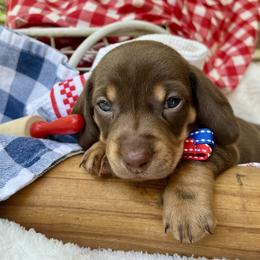 Becker AKC - Chocolate and tan male Dachshund puppy in Hendersonville, North Carolina from Snarky Doxy Miniature Dachshunds