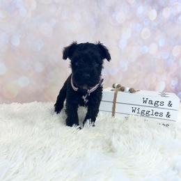 Pink - Black female Miniature Schnauzer puppy in Springfield, Tennessee from My Lovable Schnauzers