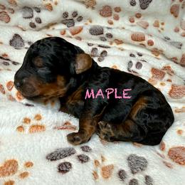 MAPLE - Phantom female Poodle puppy in Peyton, Colorado from Fuzzybottoms Ranch LLC