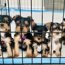 Yorkshire Terrier Puppies from Ohana Yorkies by Patricia