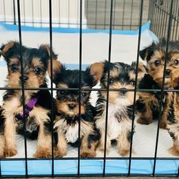 Yorkshire Terrier Puppies from Ohana Yorkies by Patricia