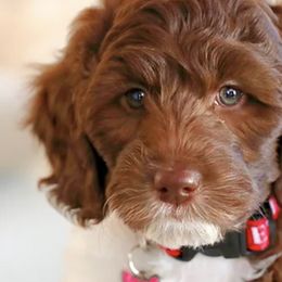 Australian Labradoodles from Little Creek Labradoodles