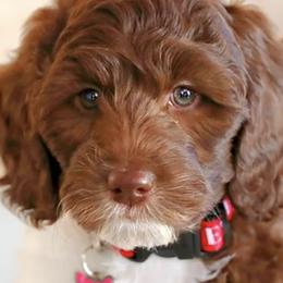 Australian Labradoodles from Little Creek Labradoodles