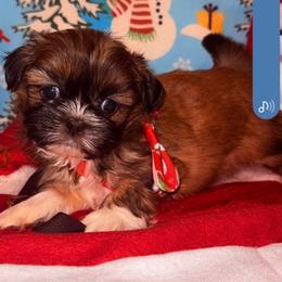 Boy 2 - Tricolor male Shih Tzu puppy in Houston, Texas from Shih Tzu Houston
