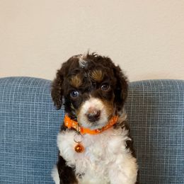 Brownie - Phantom female Poodle puppy in Corona, California from Garden Of Poodles