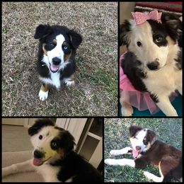 Australian Shepherd Puppies from Glissoning Holler Farm