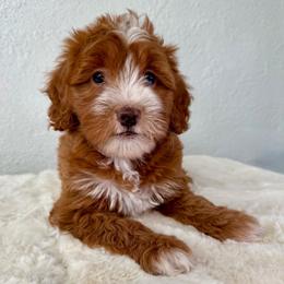 Rabbit - Red female Bernedoodle puppy in Concord, California from Golden State Good Dogs