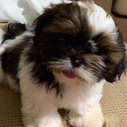 Shih Tzus from Southern Sass Shih Tzu