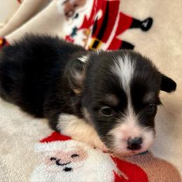 Purple collar Girl Merry - Black and tan female Pembroke Welsh Corgi puppy in Paris, Kentucky from Flat Run Corgis
