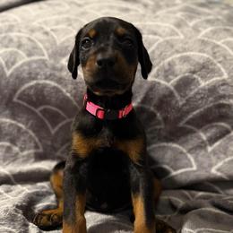 Girl 3 - Black and rust female Doberman Pinscher puppy in Lake City, Florida from Paintedcrazy Doberman Pinchers